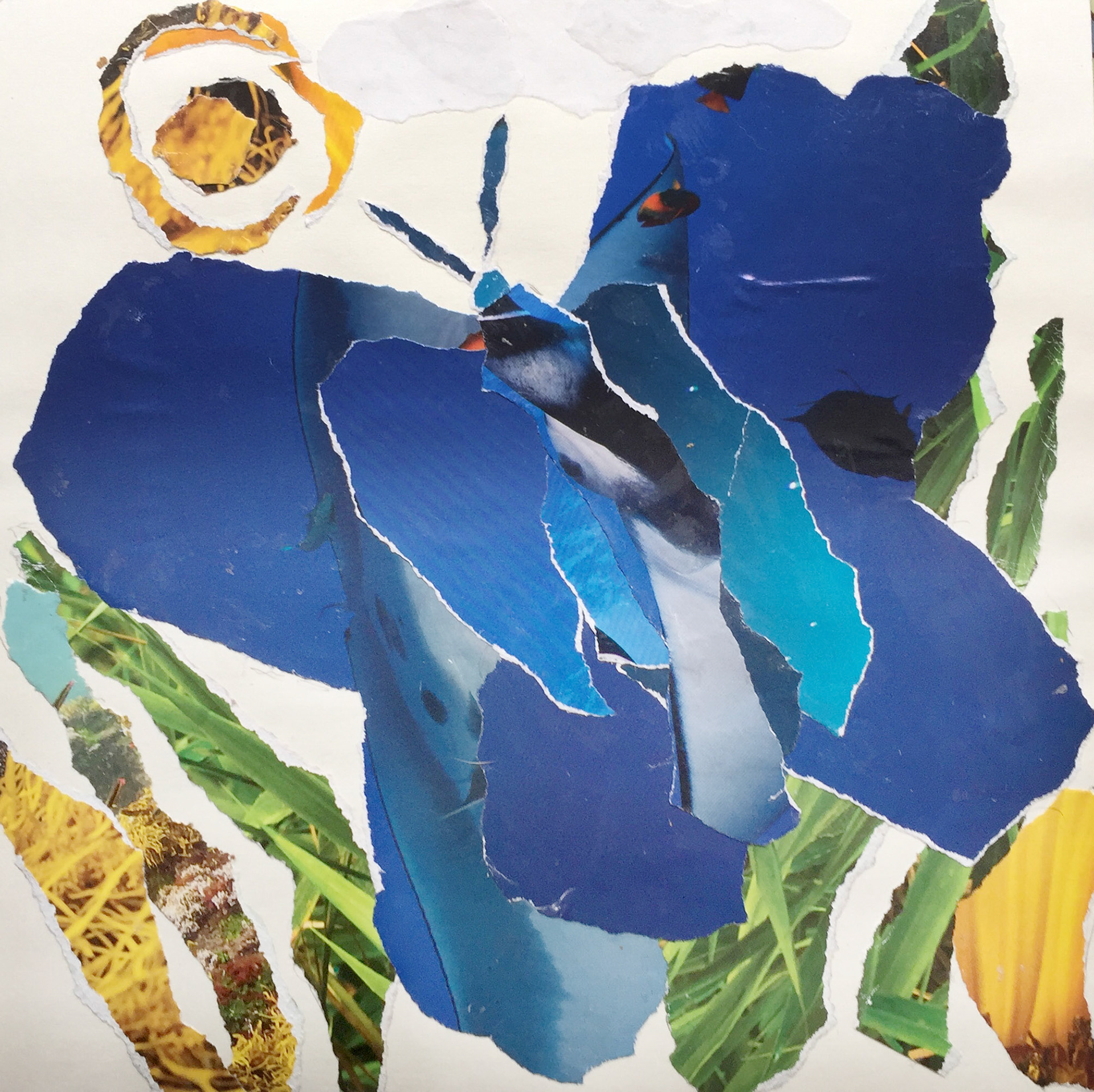 Homage to MariaSibyllaMerian 1: Blue, 10"x 10", collage of collected imagery