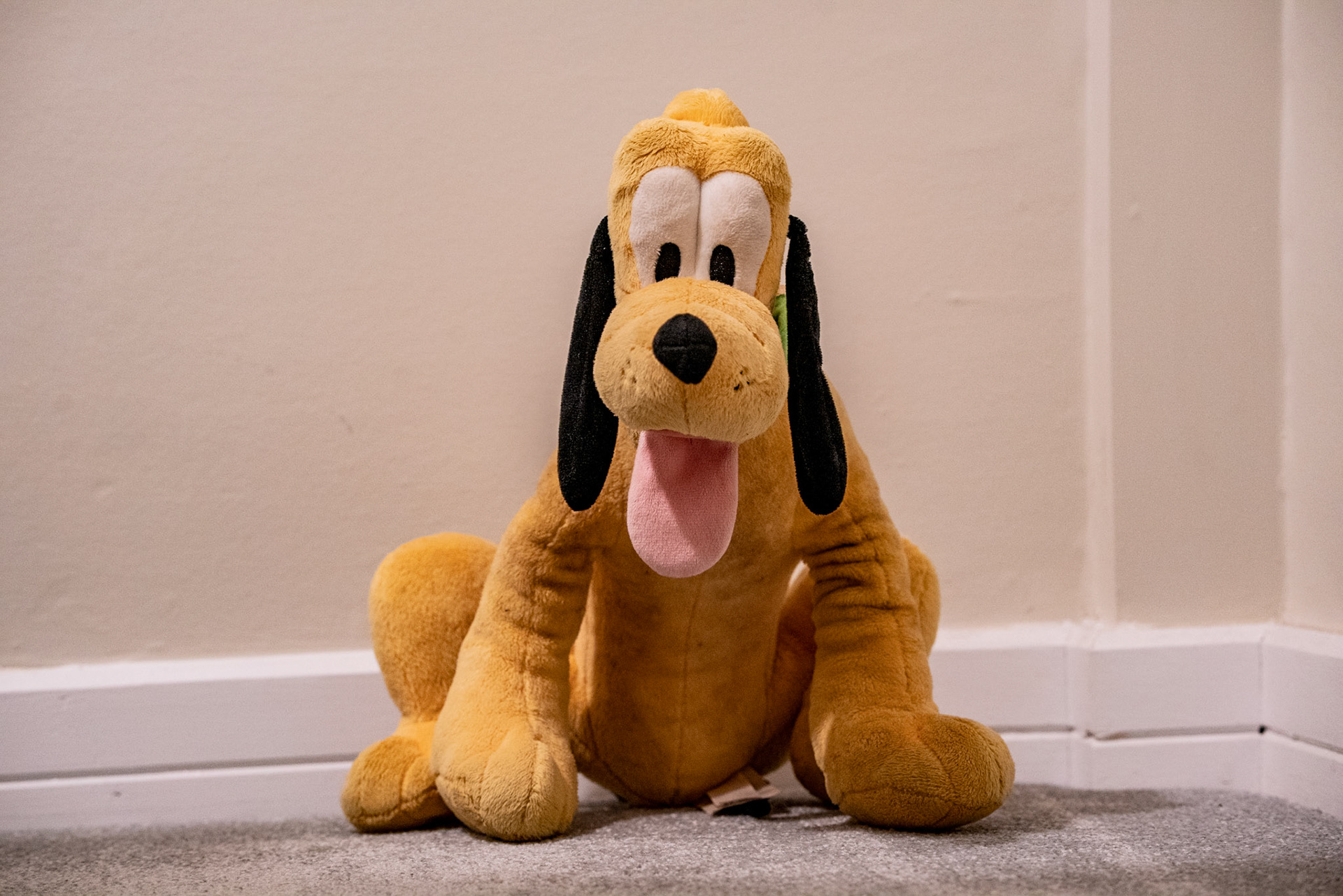 Not the dog I expected to find at the top of the stairs