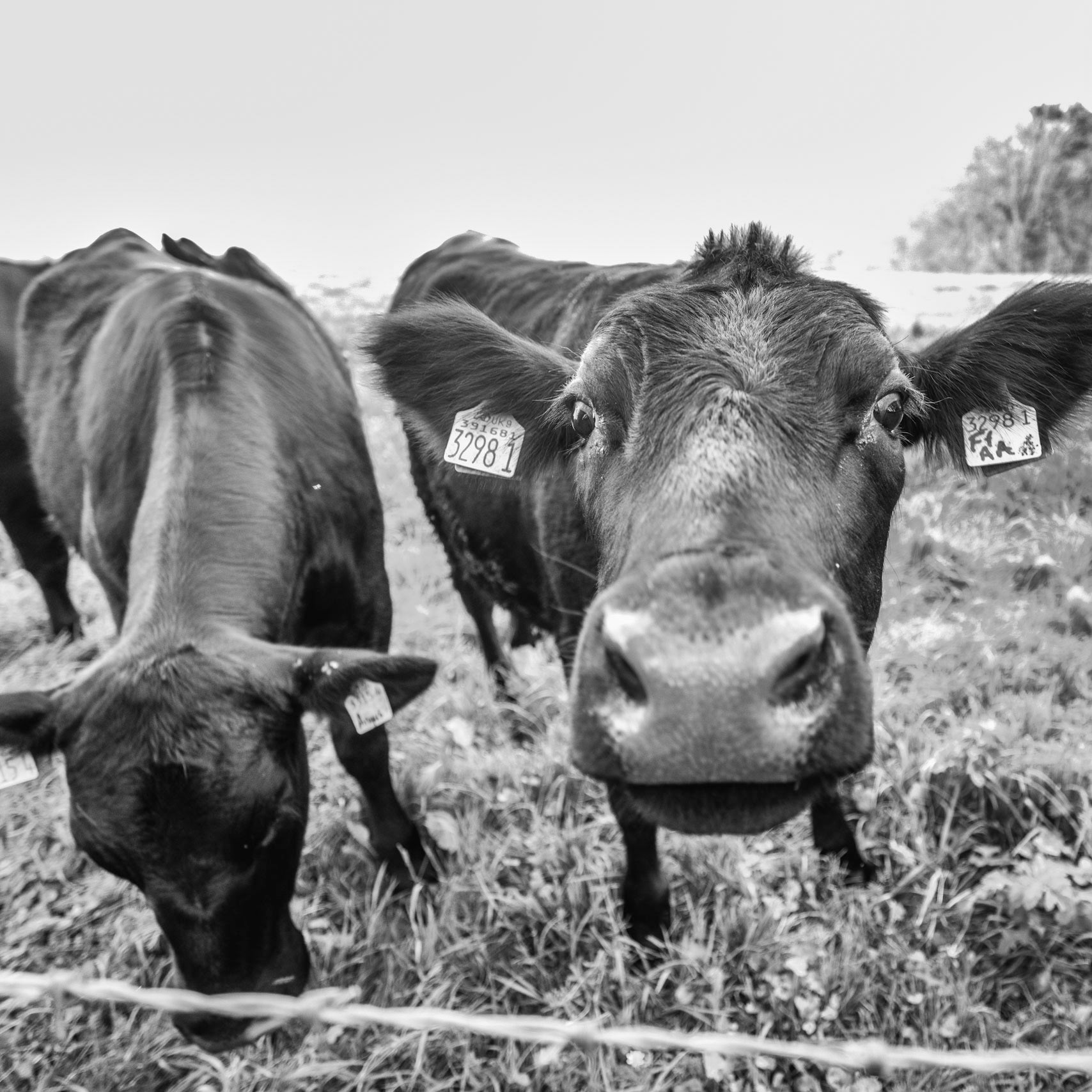 Now its the cows turn to get out into the fields.