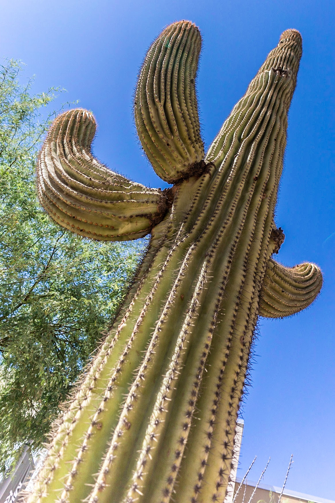 This just says "Arizona"