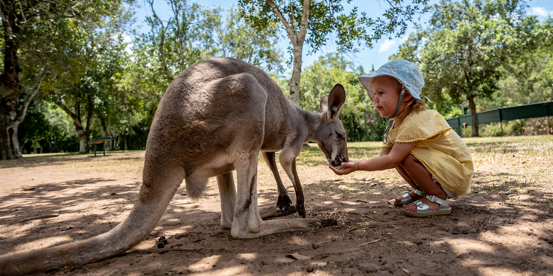 Australia Zoo today - it was great. Percy feeding the Kangaroos
