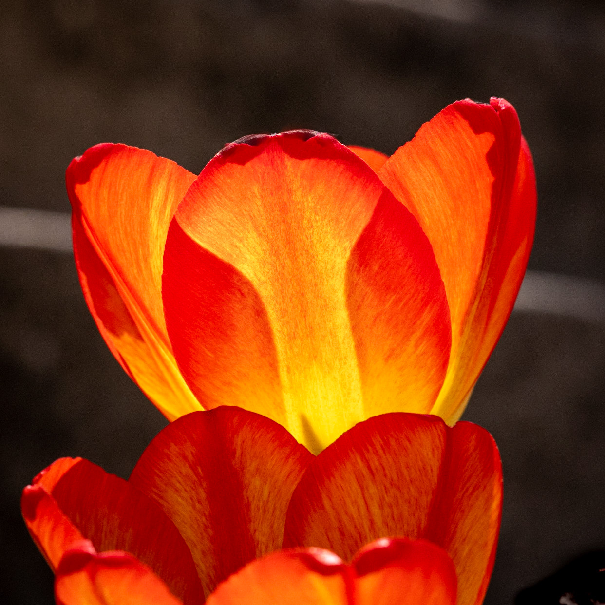 Street Flower, Wauwatosa WI  May 2021