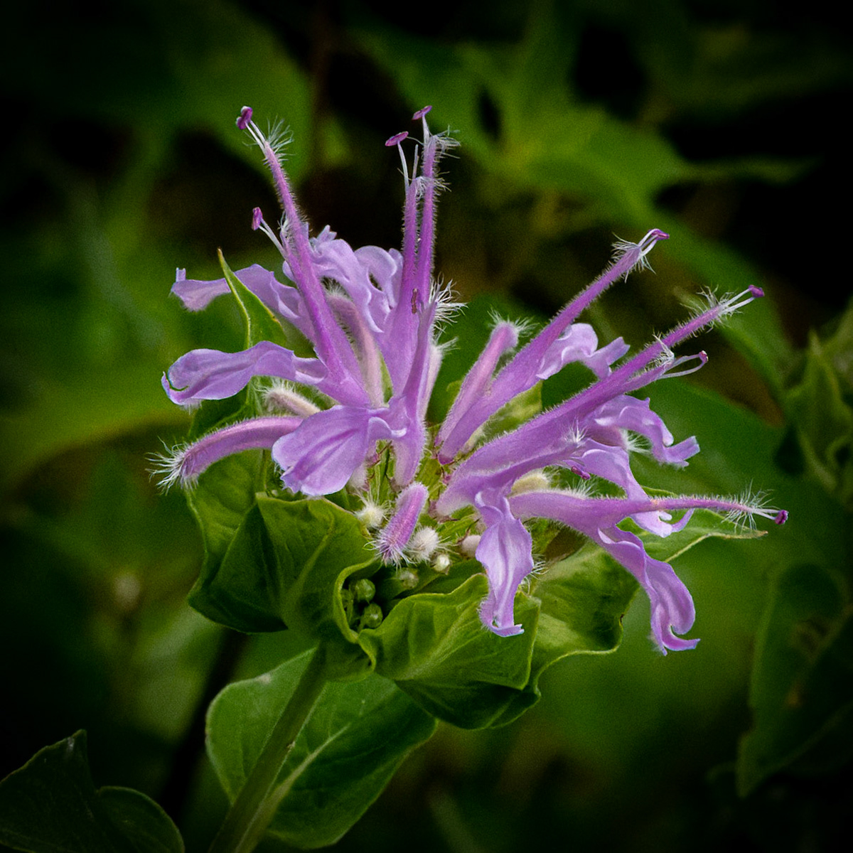 Hawthorn Glenn Nature Center - Milwaukee WI 2021