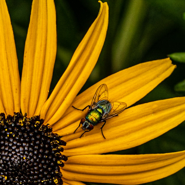Flower and Friend - Wauwatosa Wi, September 2020