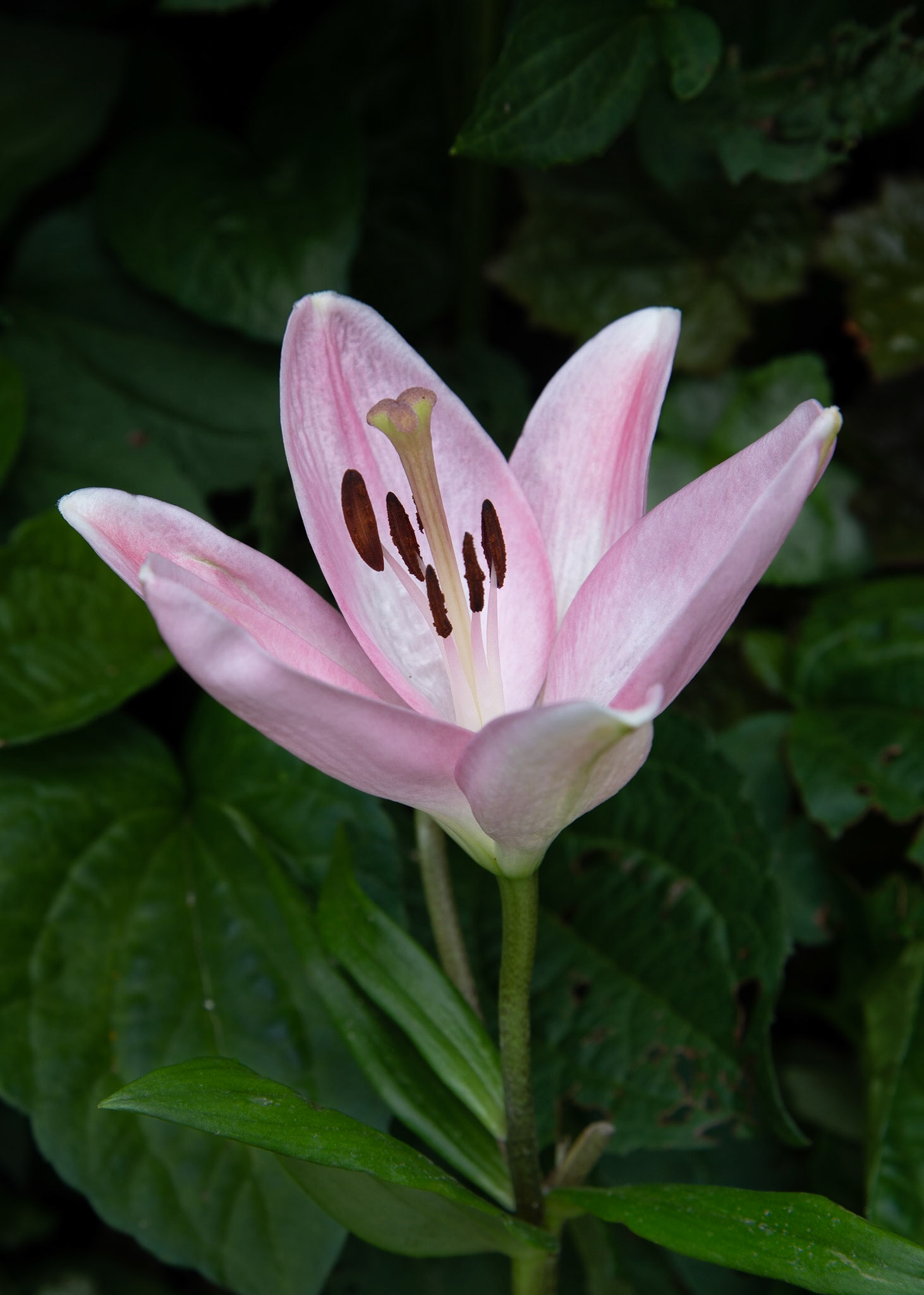 Supermarket Flower - June 2020