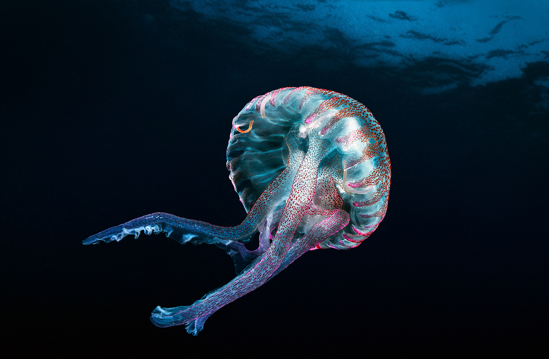 Pelagia noctiluca