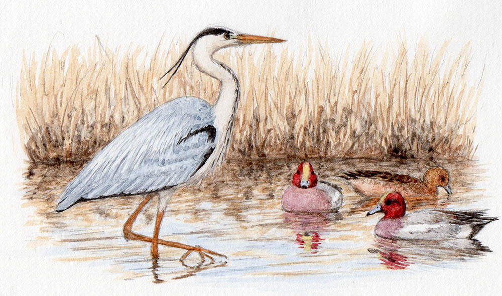 アオサギ・ヒドリガモ(2017年12月号) - Gray Heron and Eurasian Wigeon