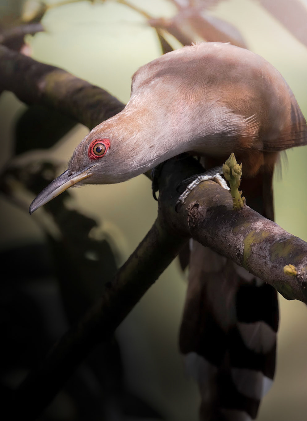 Puerto Rican Lizard Cuckoo