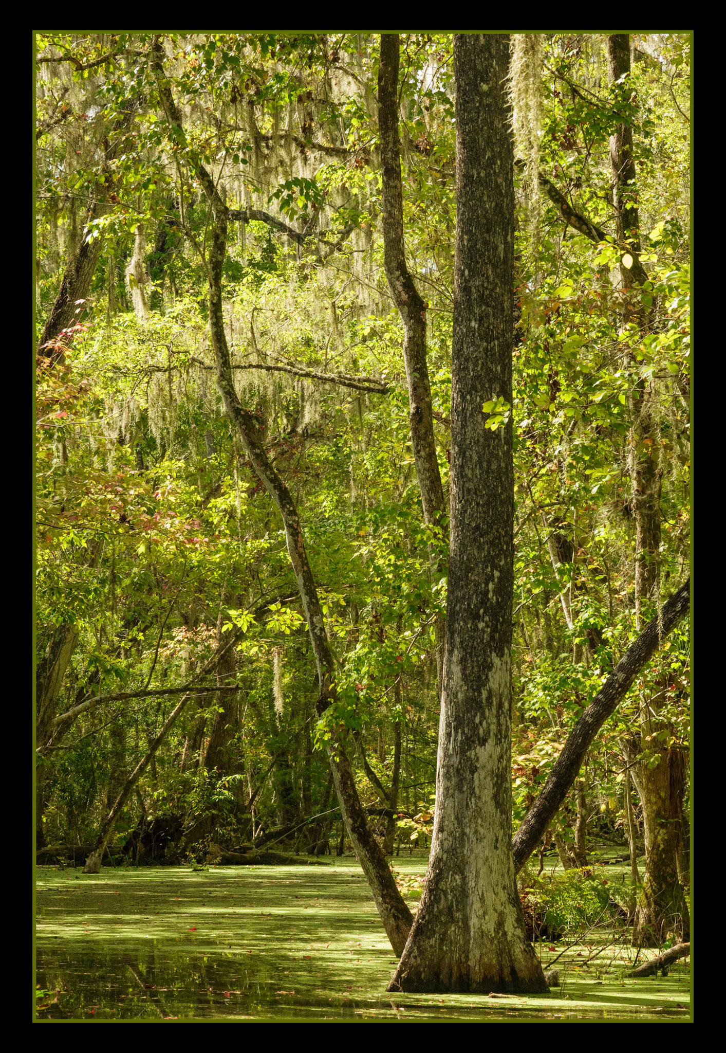 Swamp Cypress