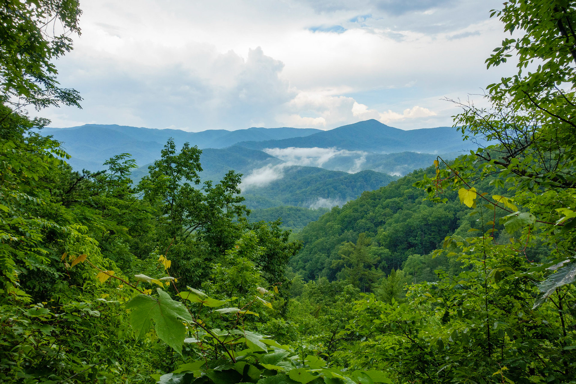Summer in the Smokies