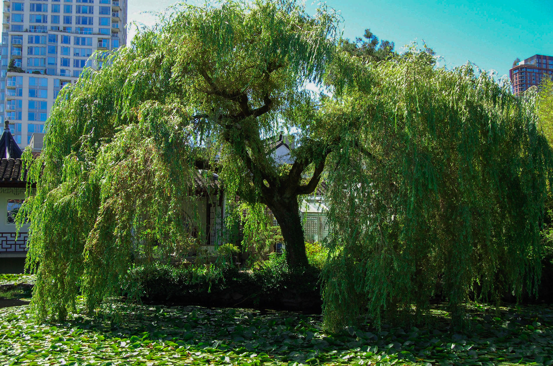 Green Willow