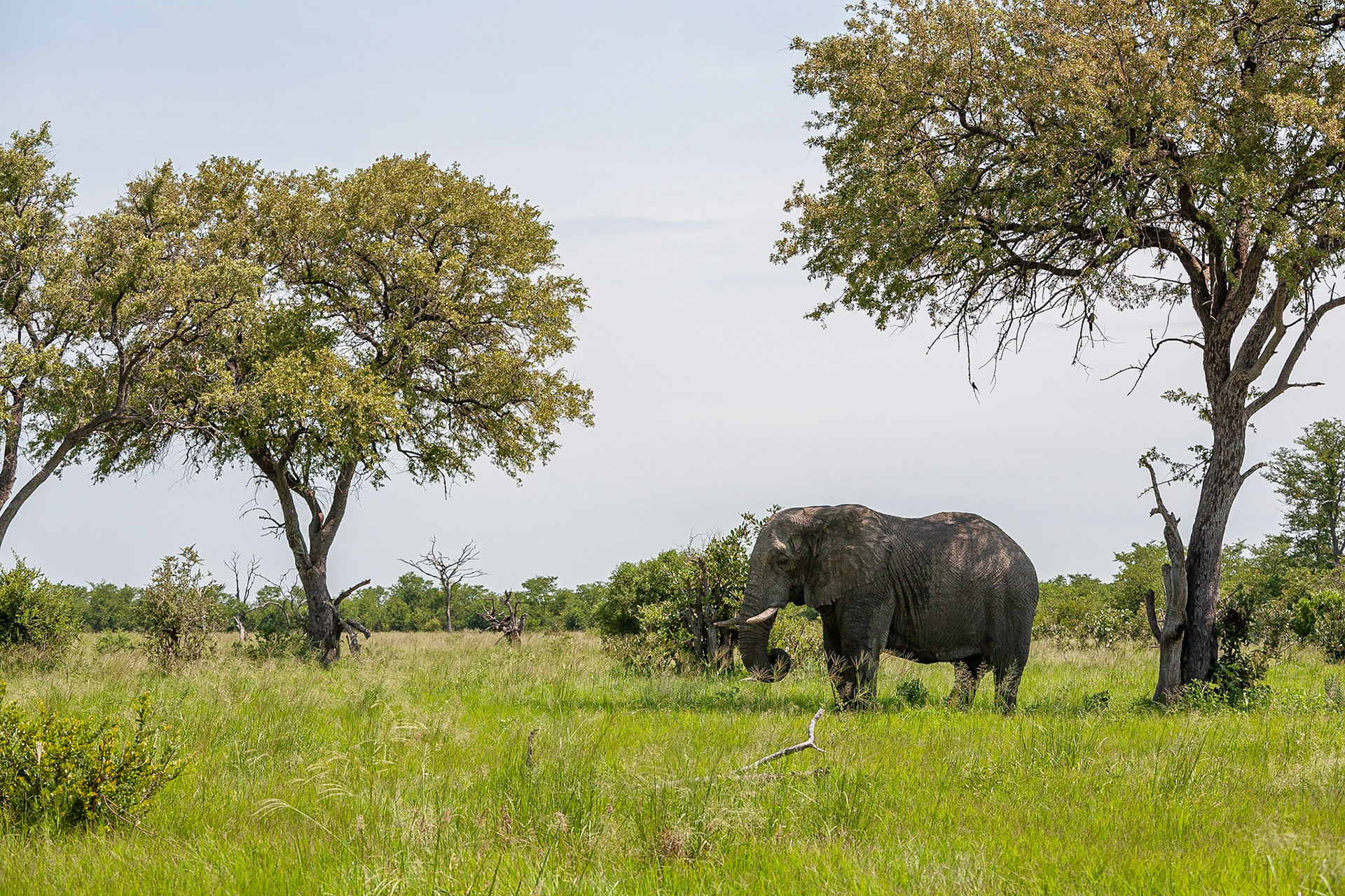 Koen Frantzen | Nature Photography - African Savanna elephant ...