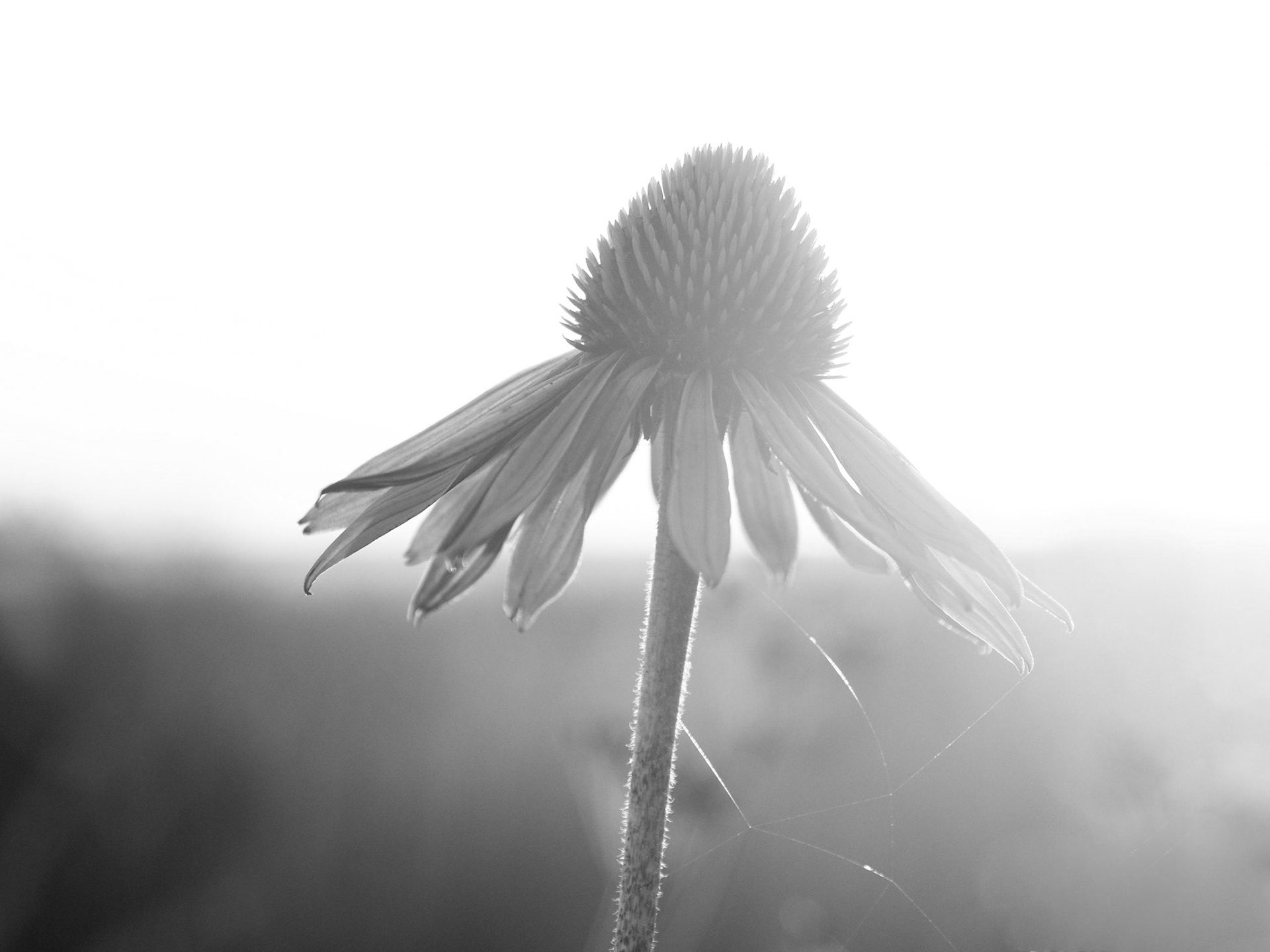Cone flower in the sun