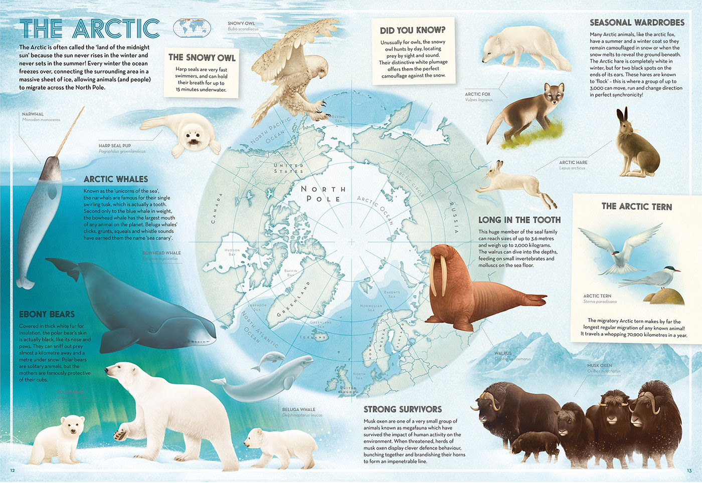 Illustrated map of the Arctic with various animals in their natural habitat.