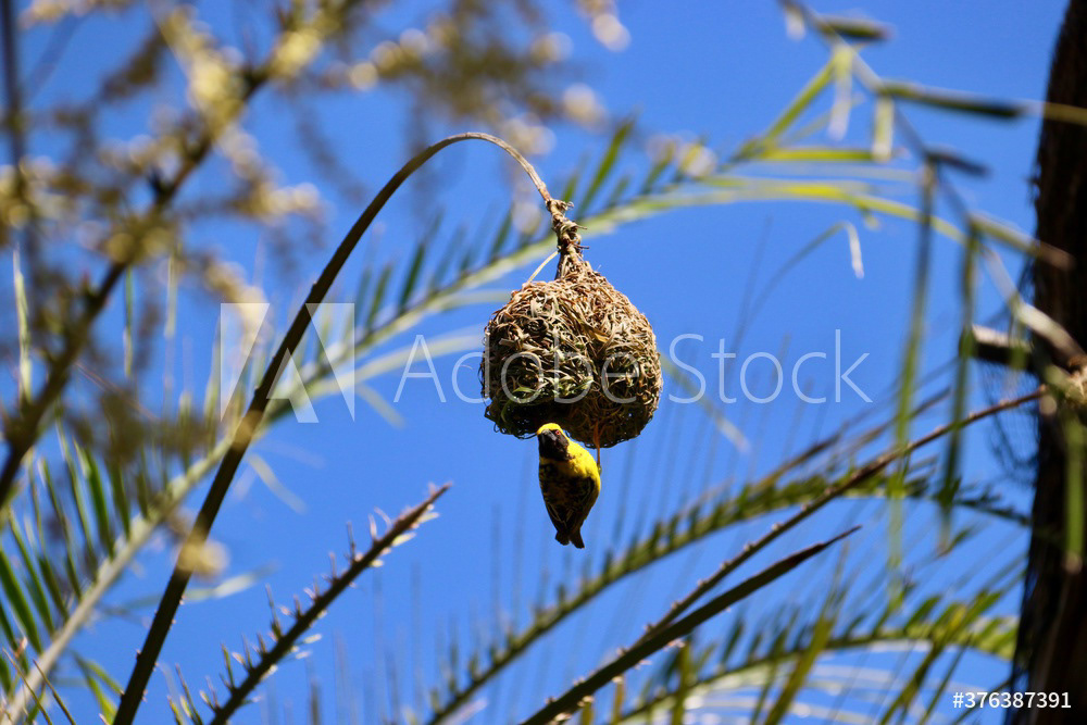 Tisserin gendarme - Ploceus cucullatus
