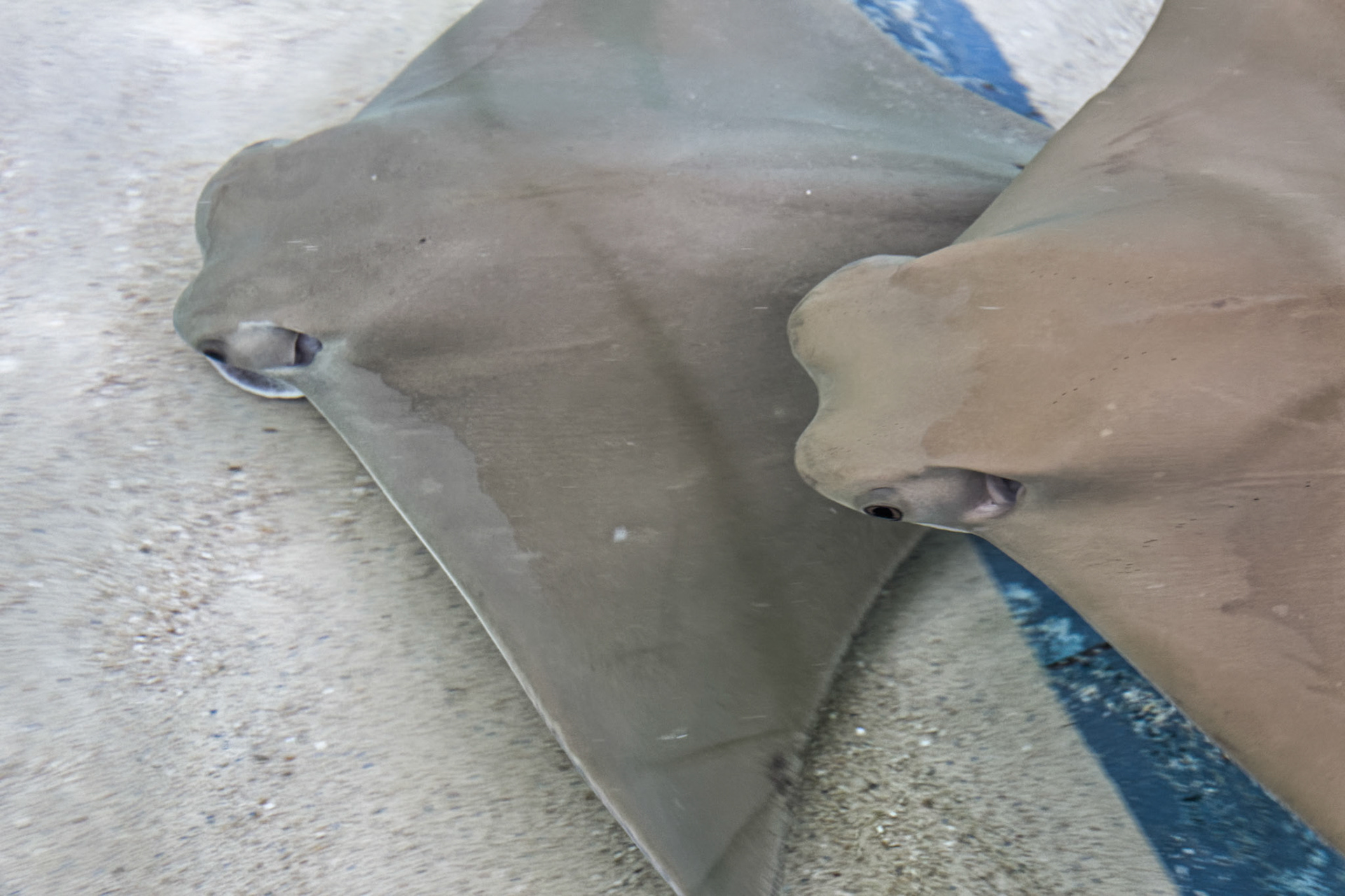 IL Shedd Aquarium 00023
