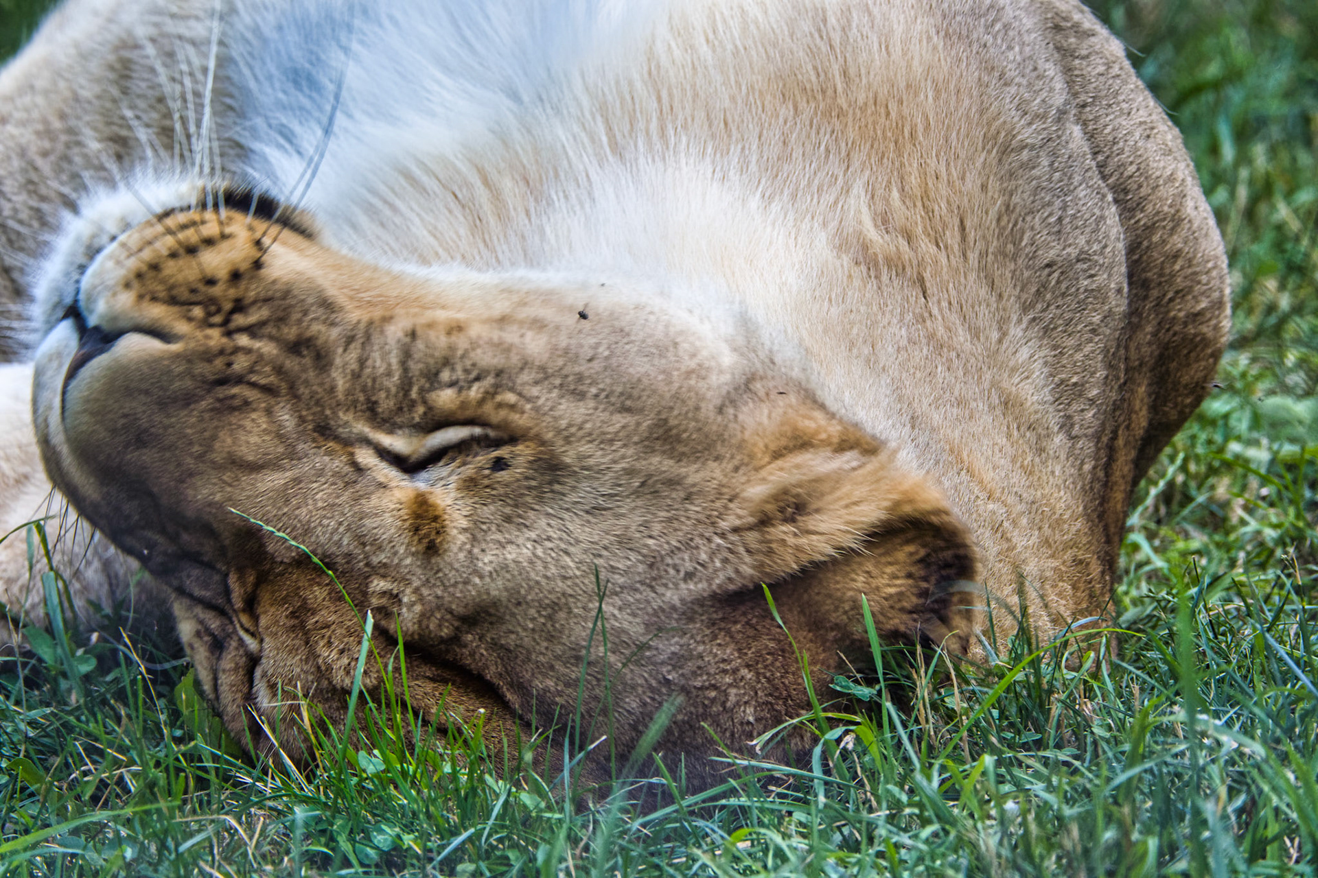 IN Zoo 00043