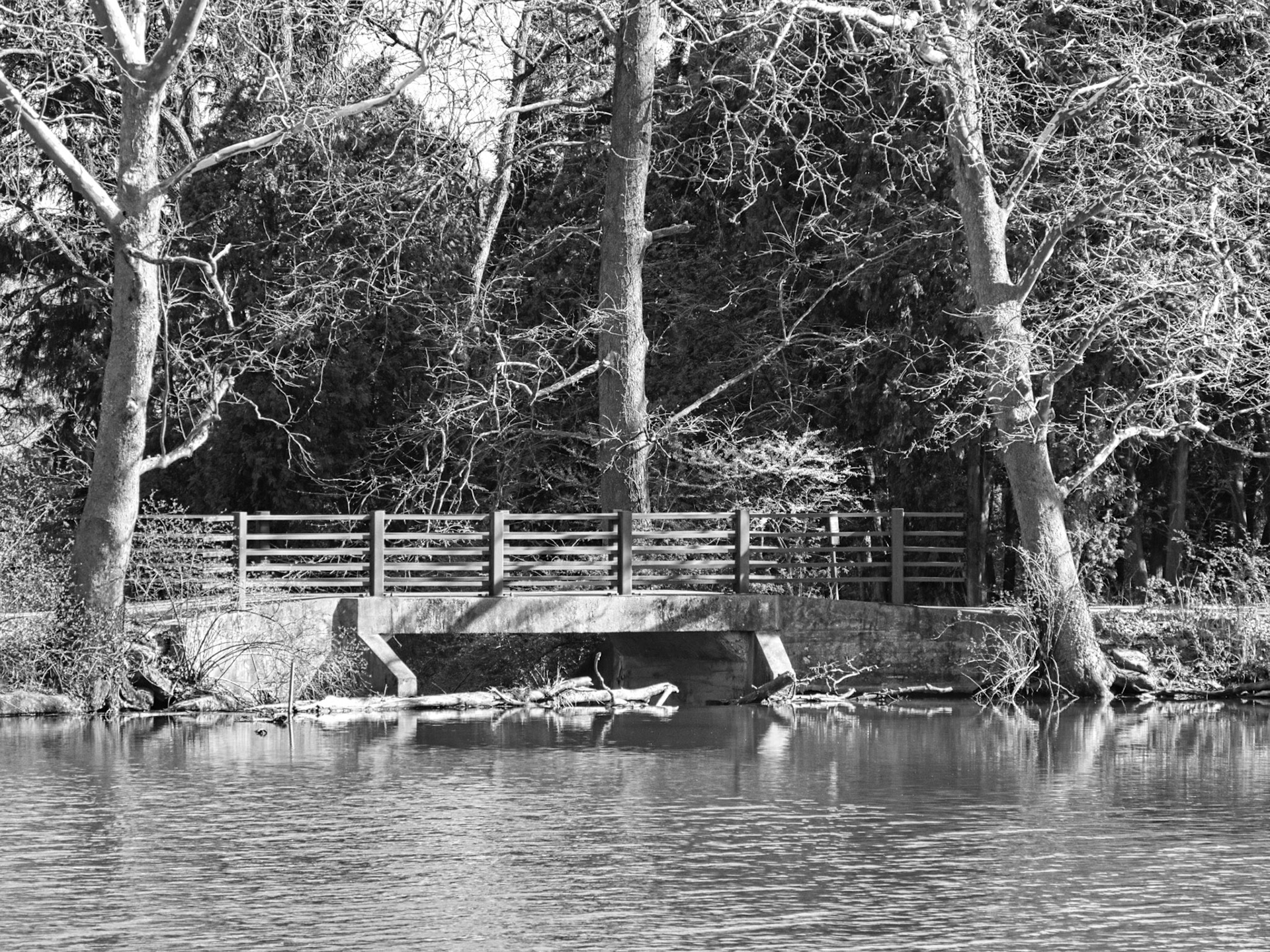 Black & White 00262