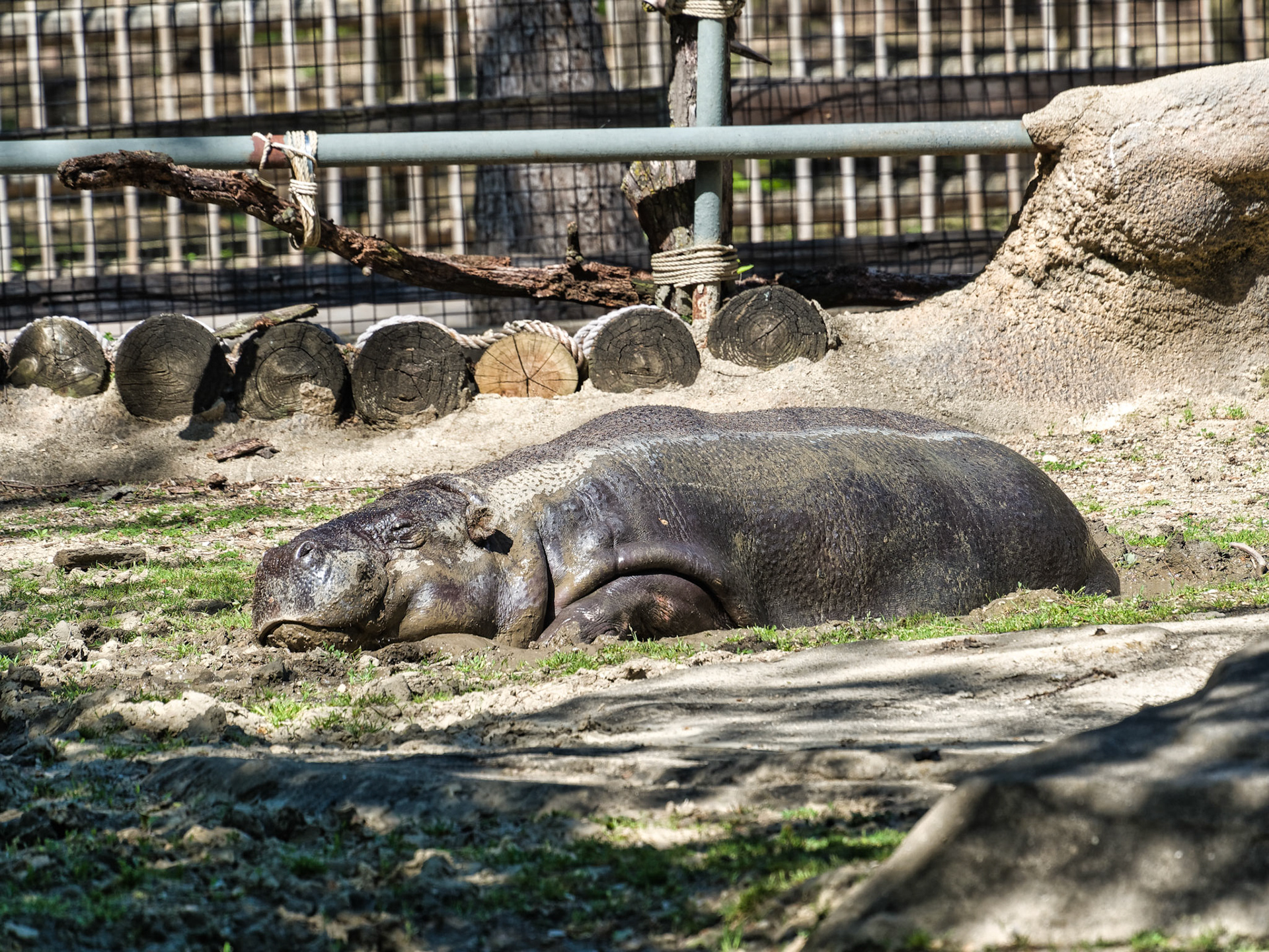 IL Brookfield Zoo 00023