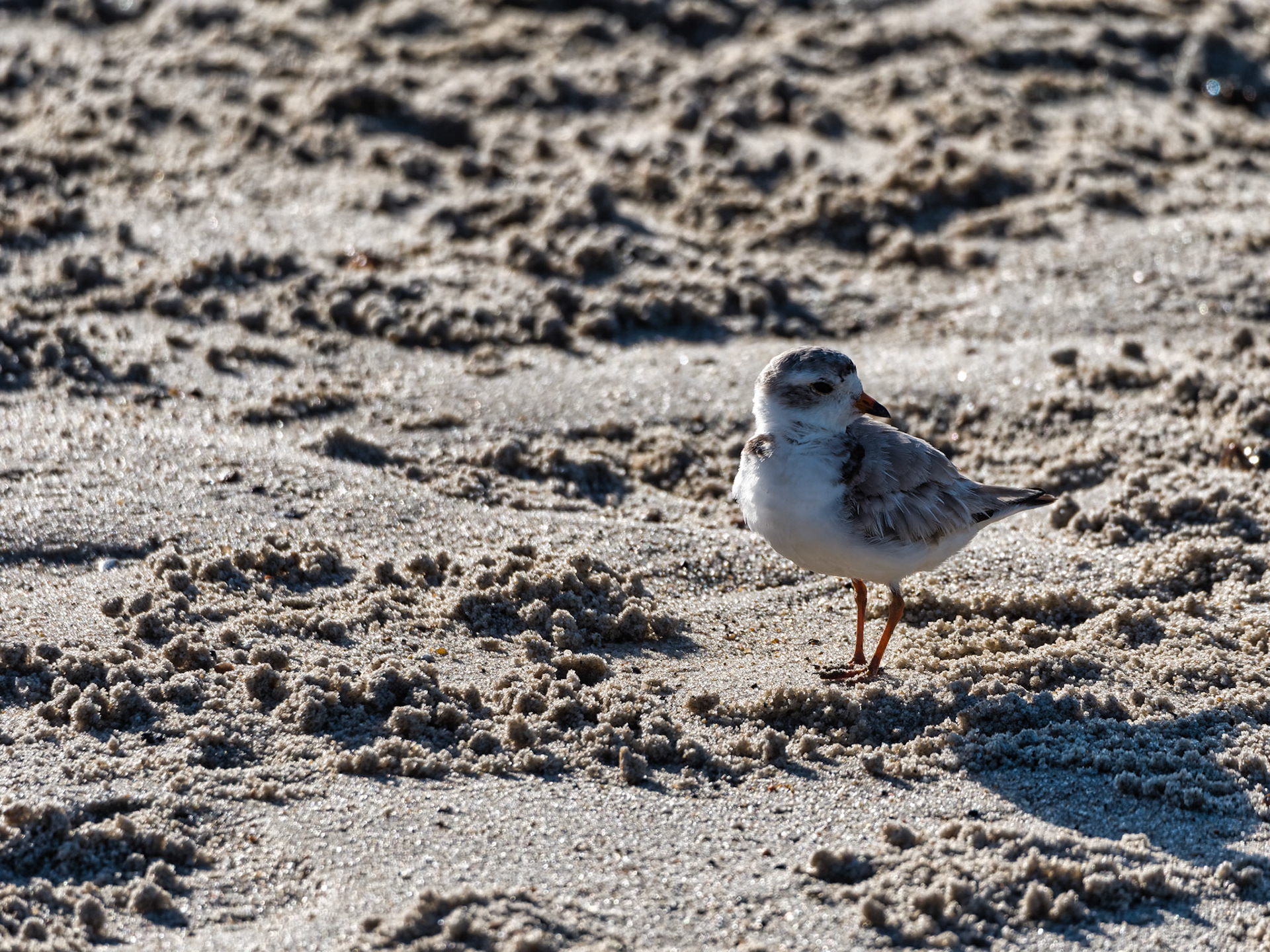 MA Cape Cod Birds 00030