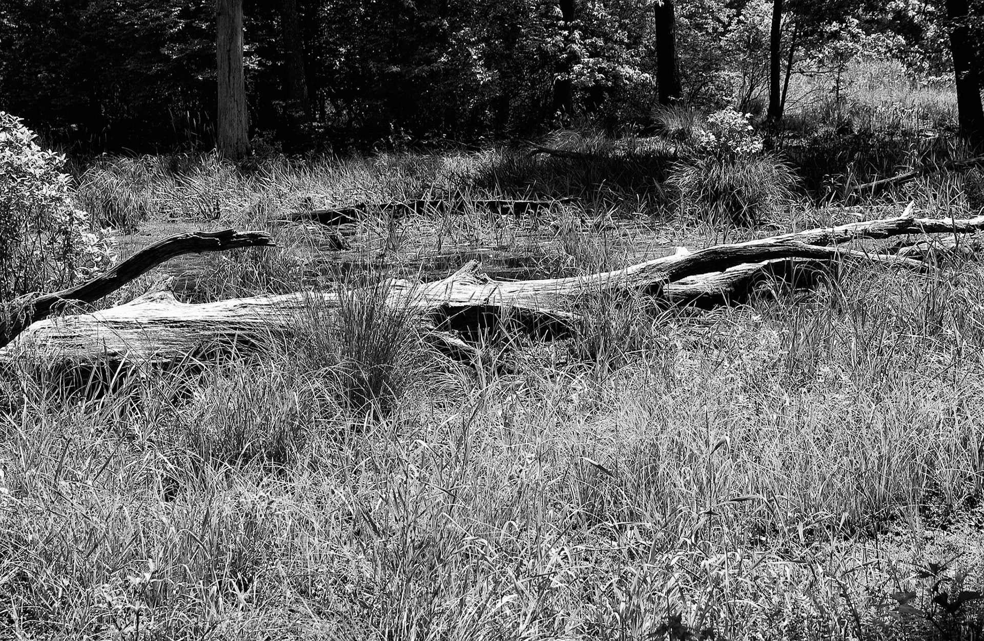 Black & White 00047