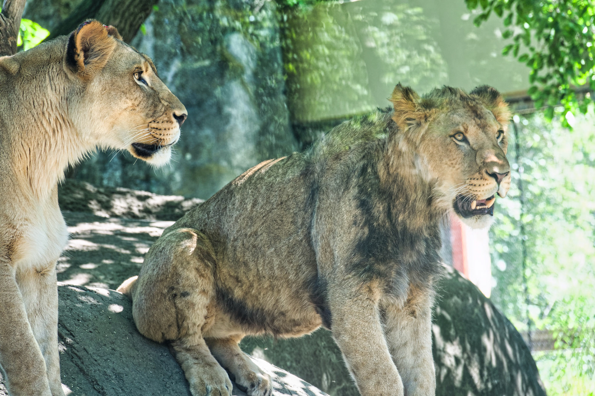 IN Zoo 00182