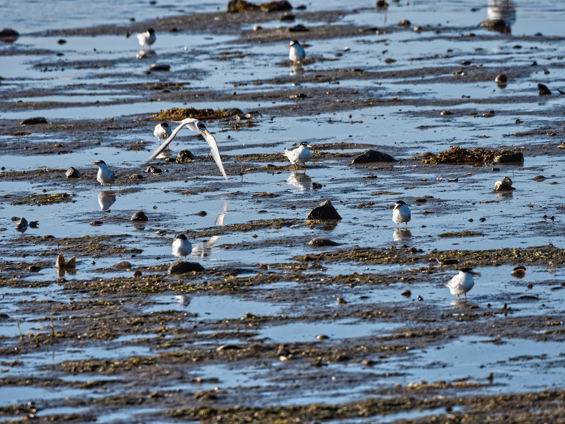 MA Cape Cod Birds 00010