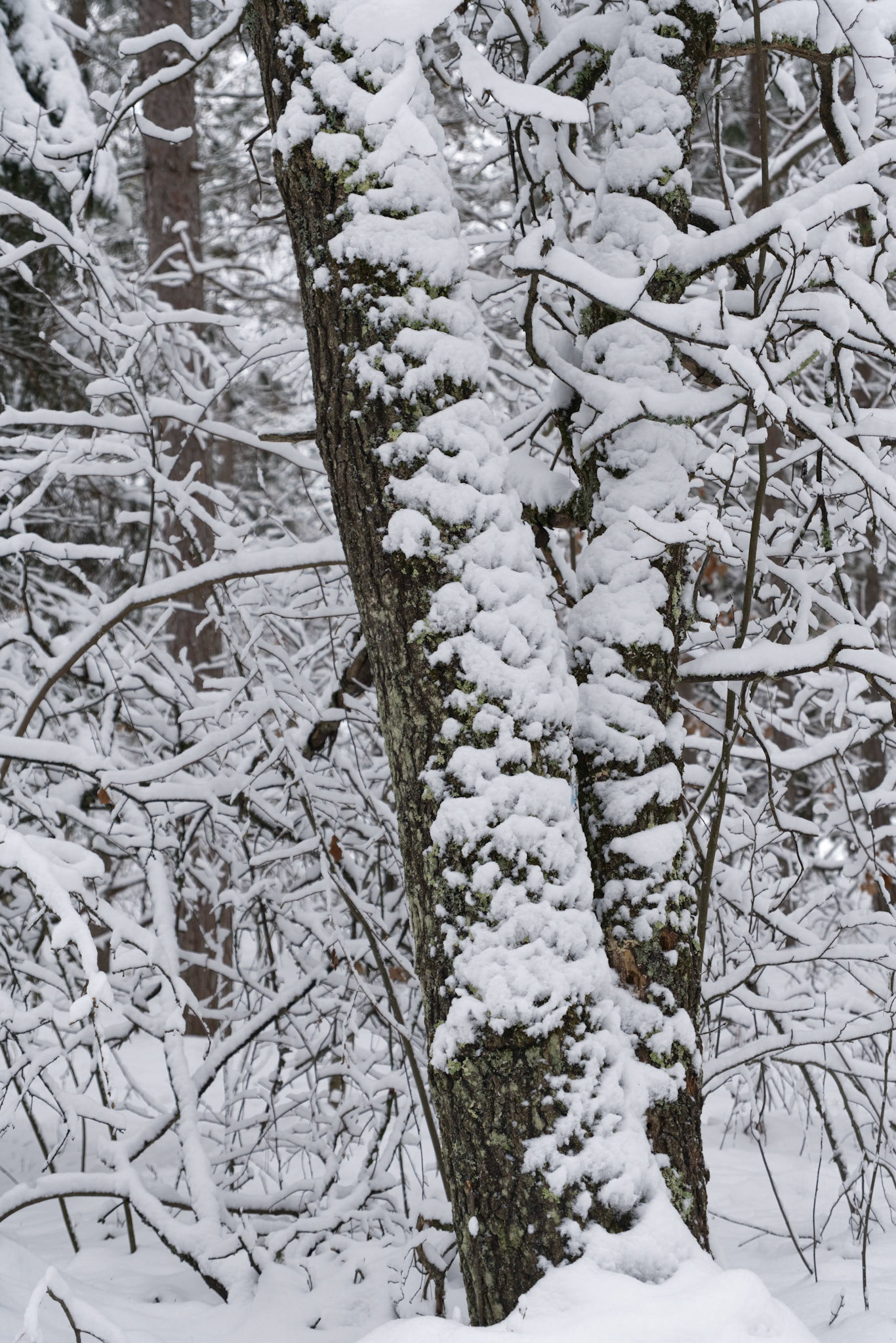 WI Fence 00401