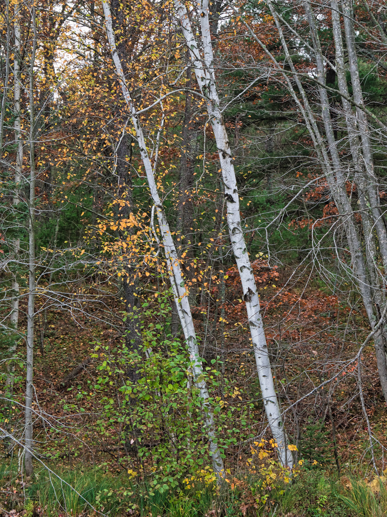 WI Fence 00142