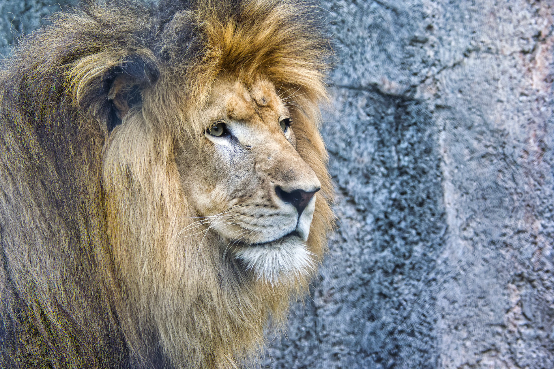 IN Zoo 00058