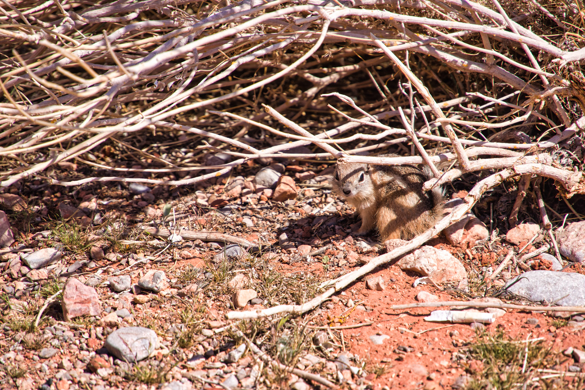 NV Desert 00154