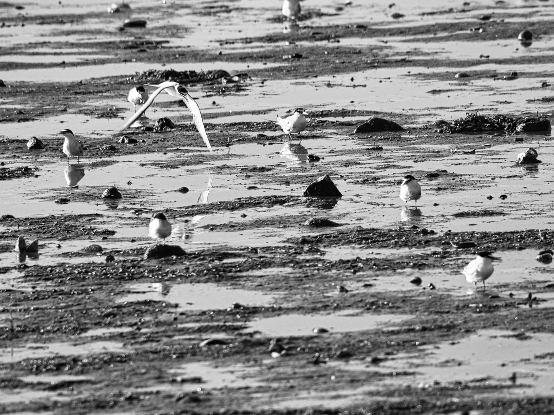 Black & White 00284