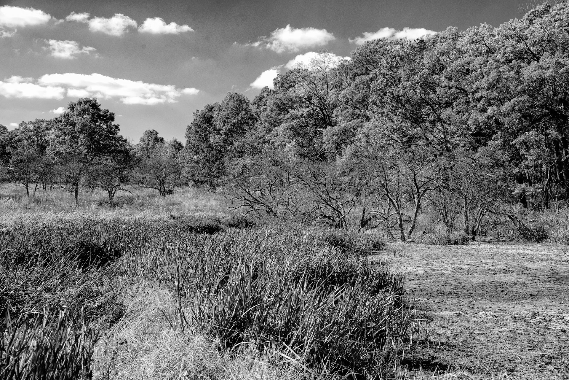 Black & White 00229