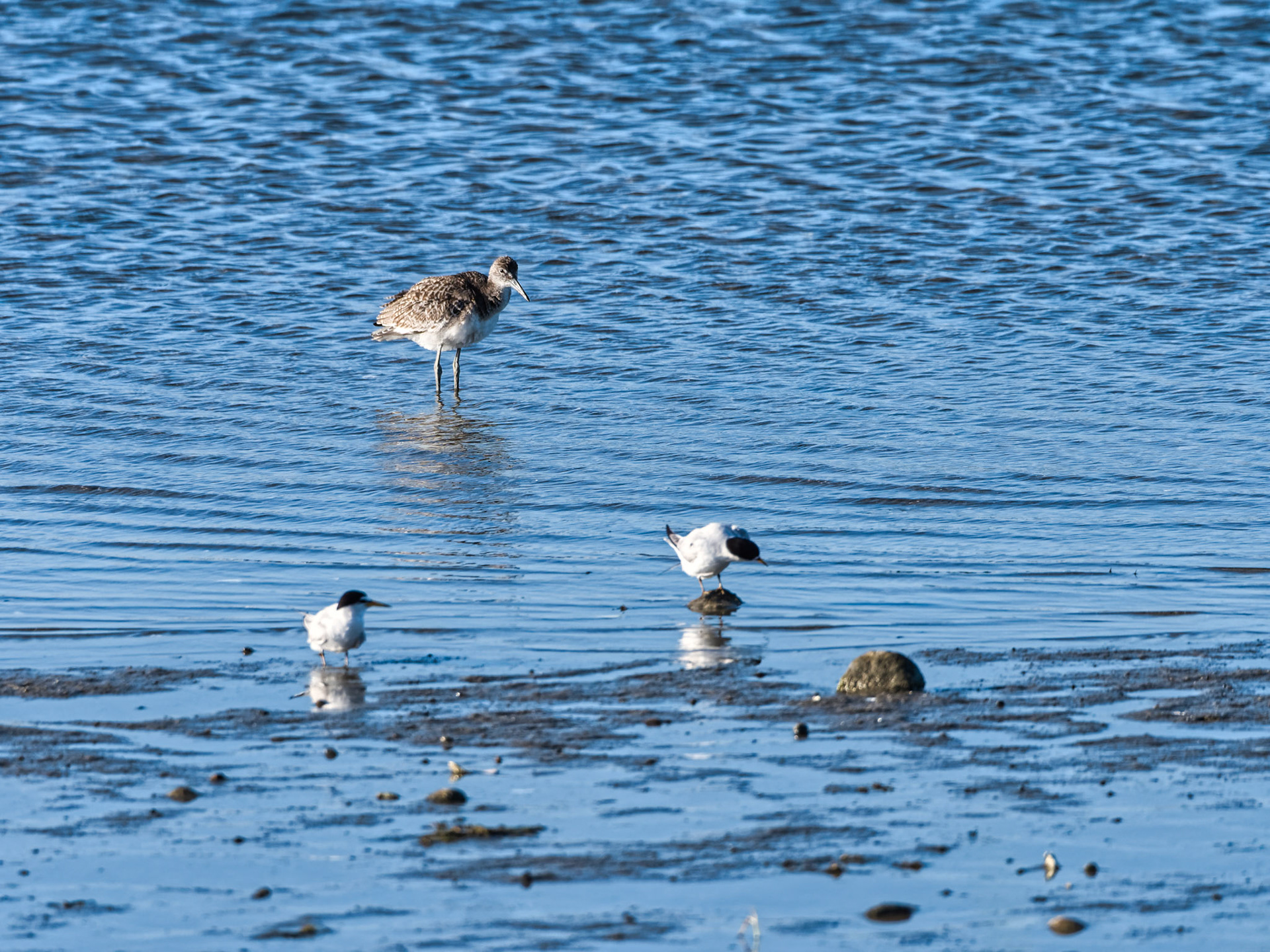 MA Cape Cod Birds 00039
