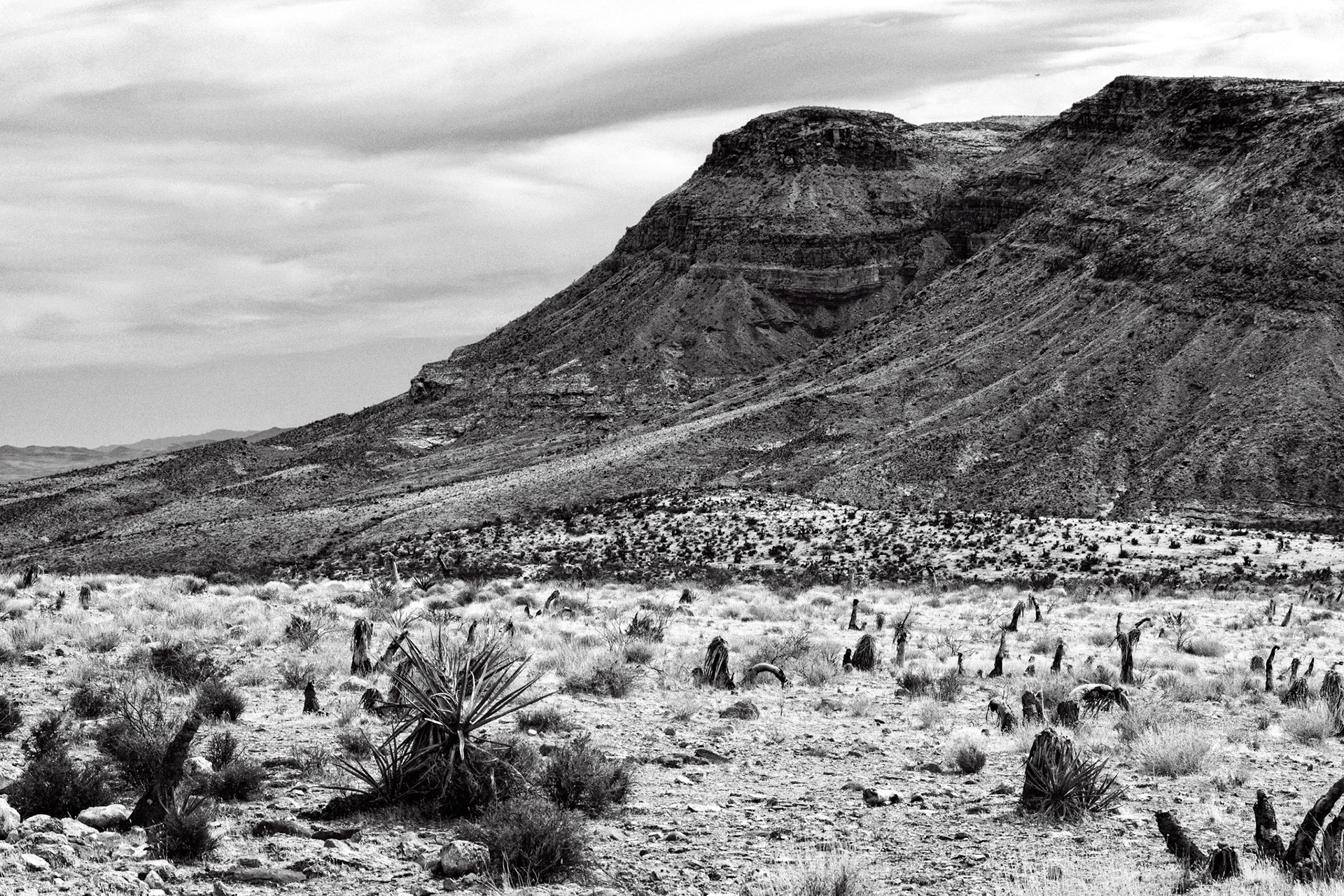 Black & White 00203