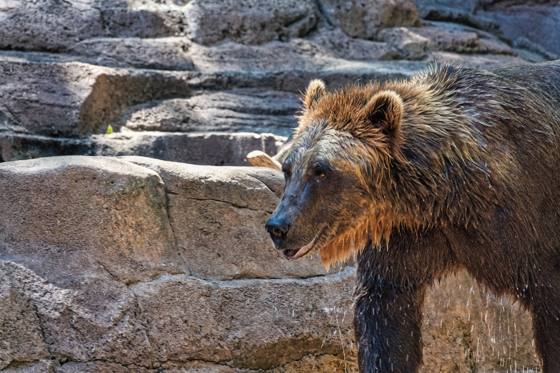 IN Zoo 00145