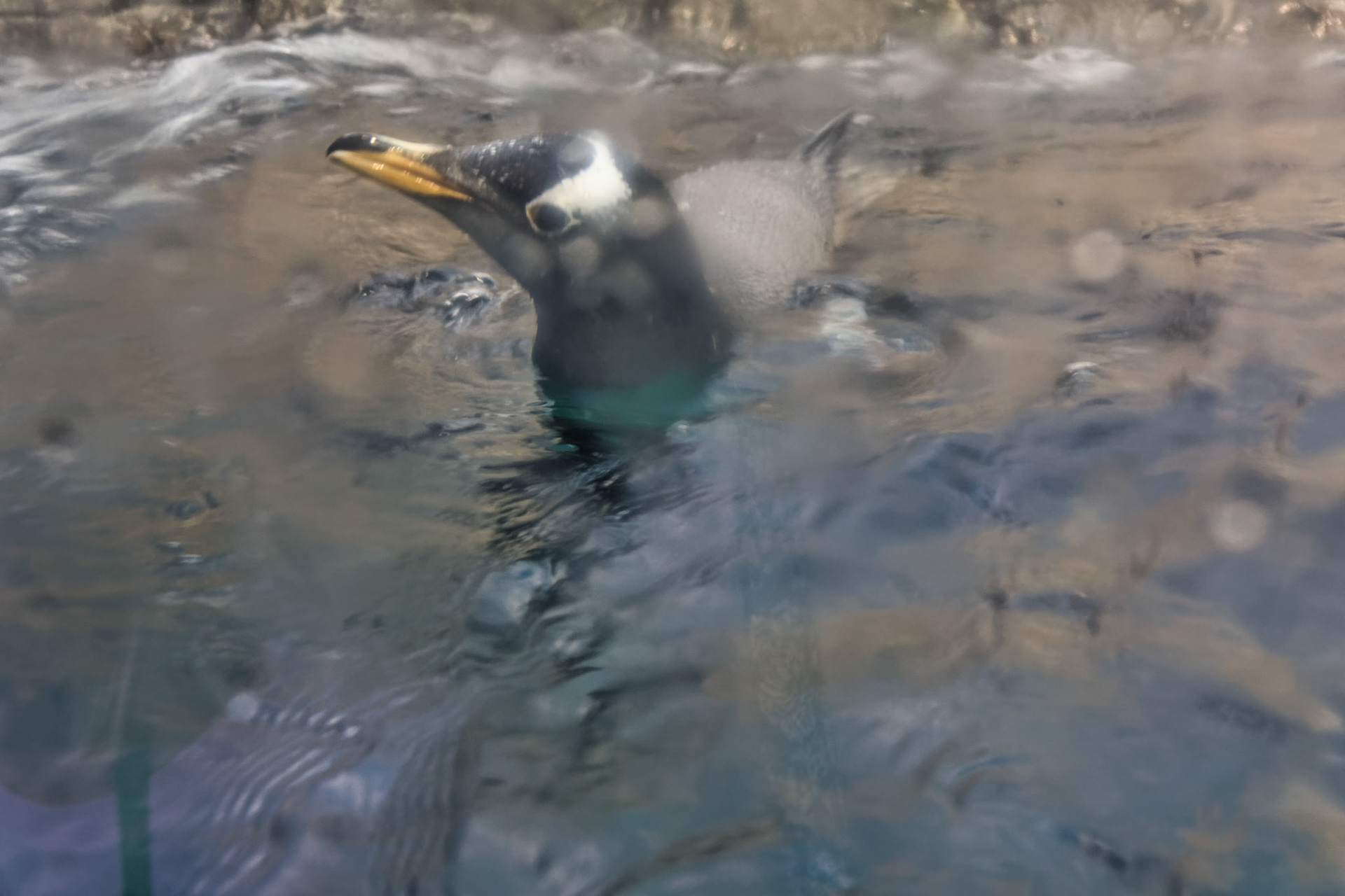 IN Zoo 00124