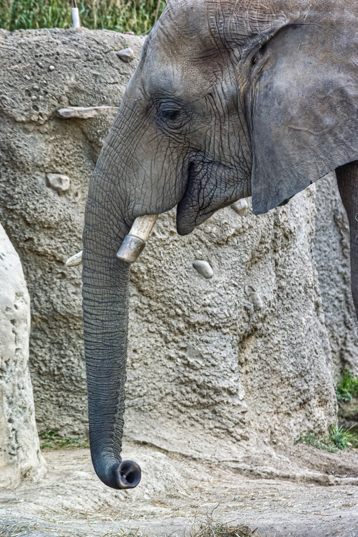 IN Zoo 00091