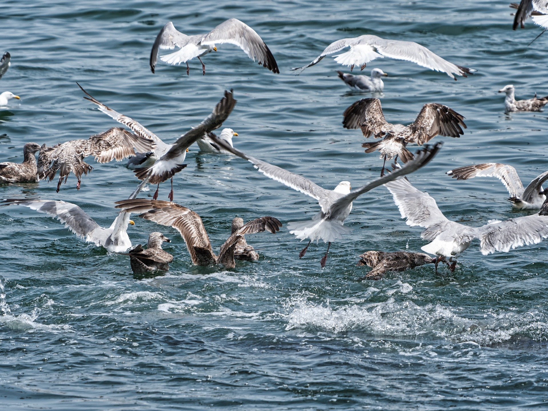 MA Cape Cod Birds 00013