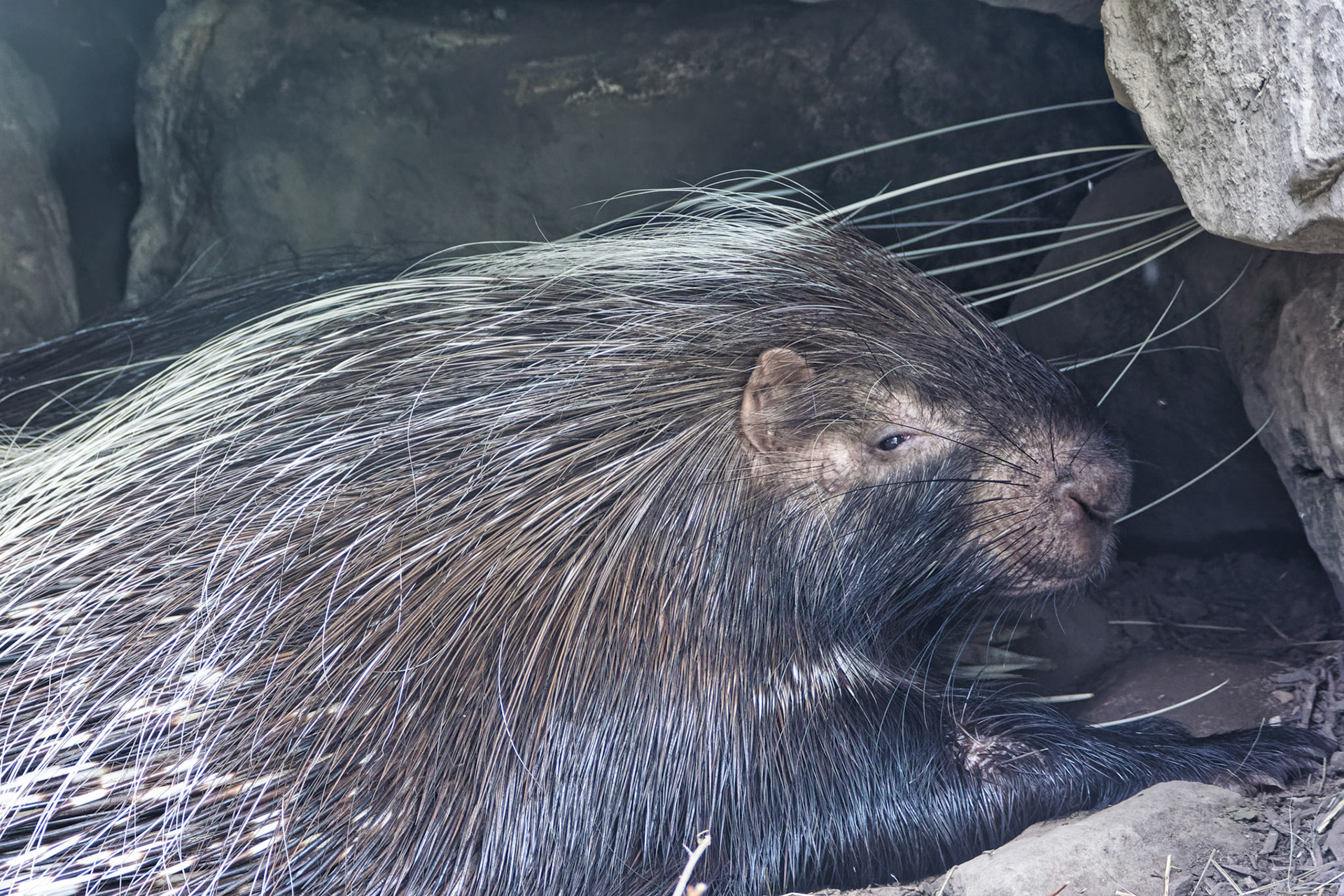 IN Zoo 00096
