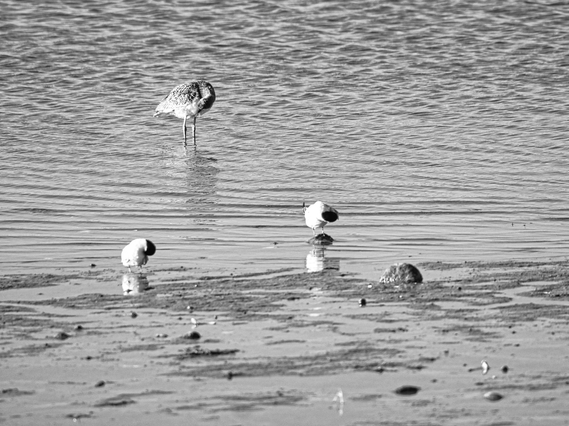 Black & White 00288