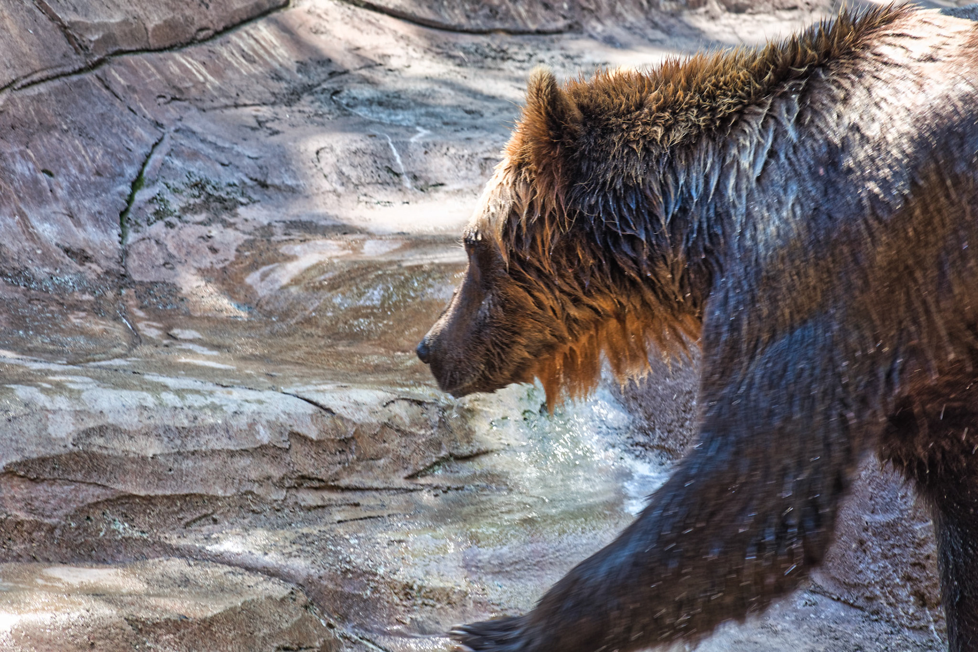 IN Zoo 00147