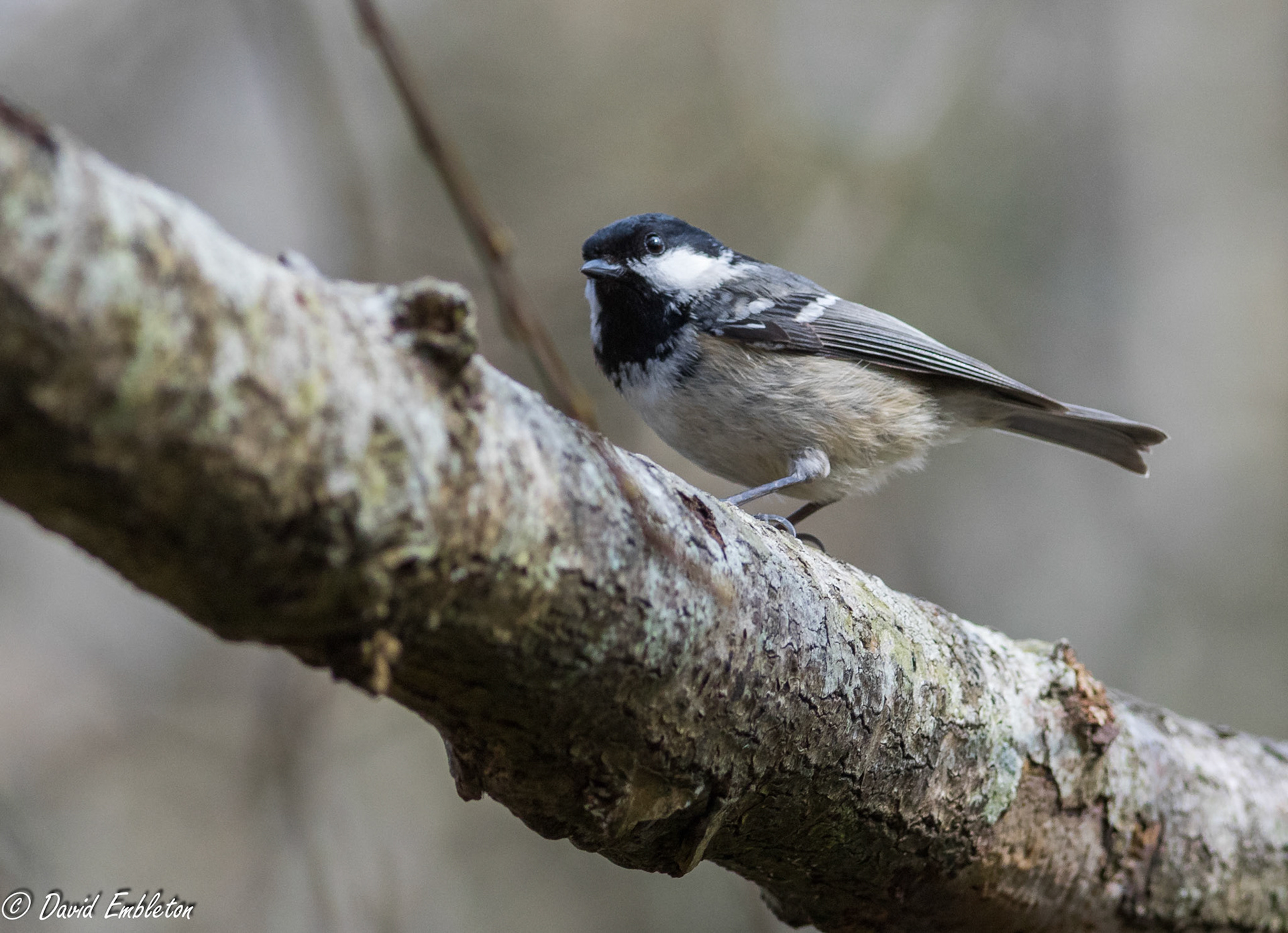 Coal tit