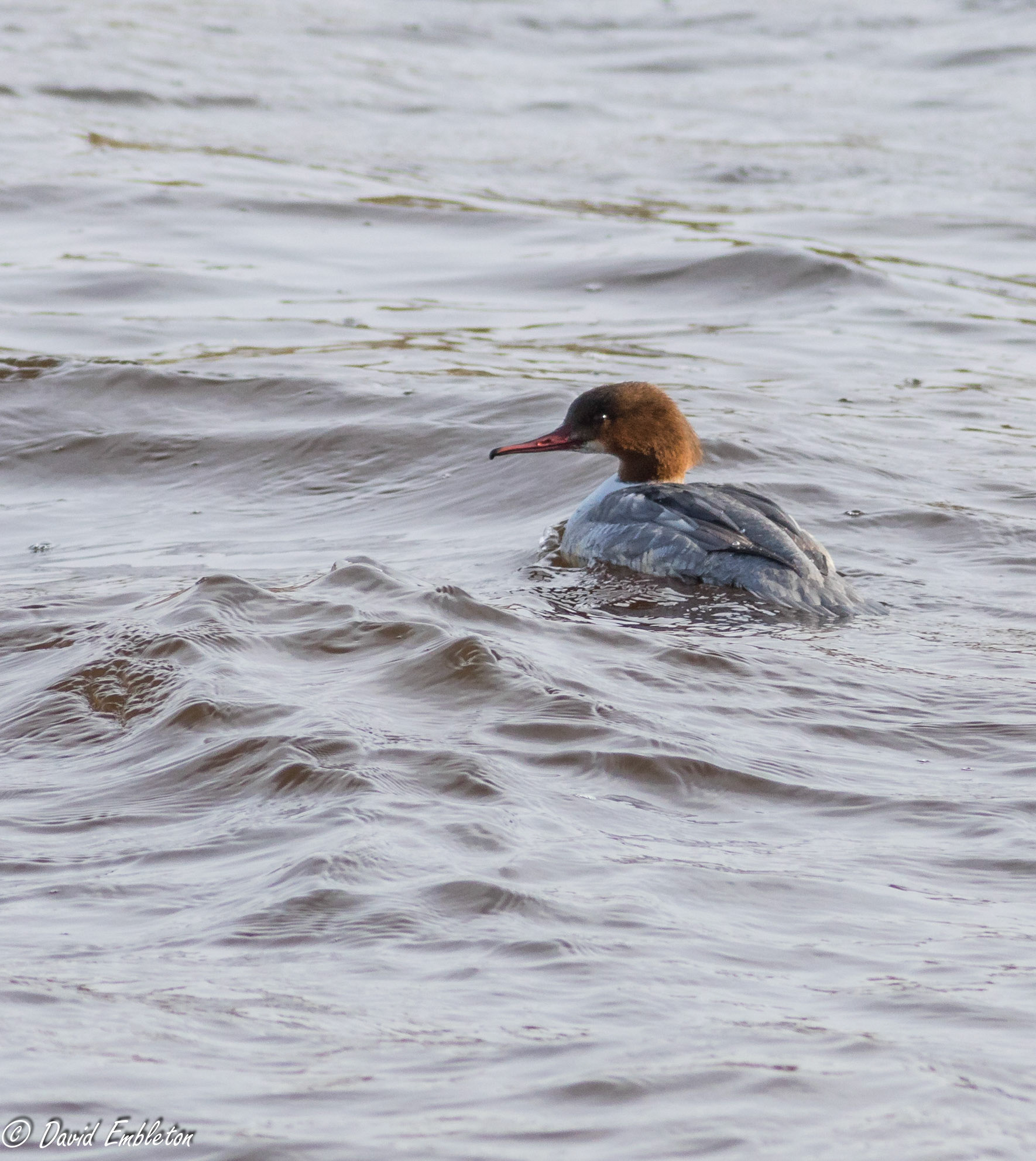 Goosander