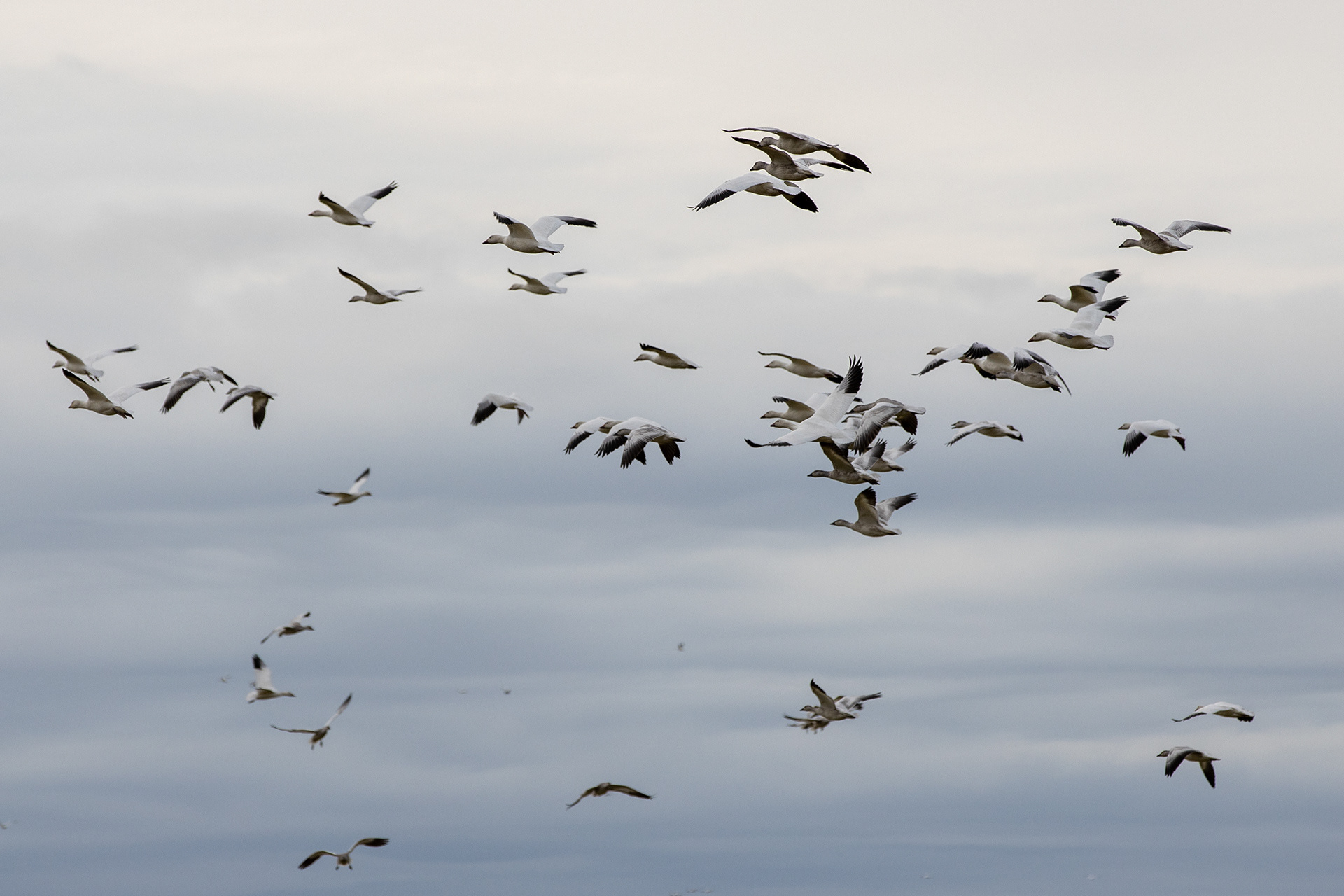 Snow Geese // West Dyke Trail // Richmond, BC
