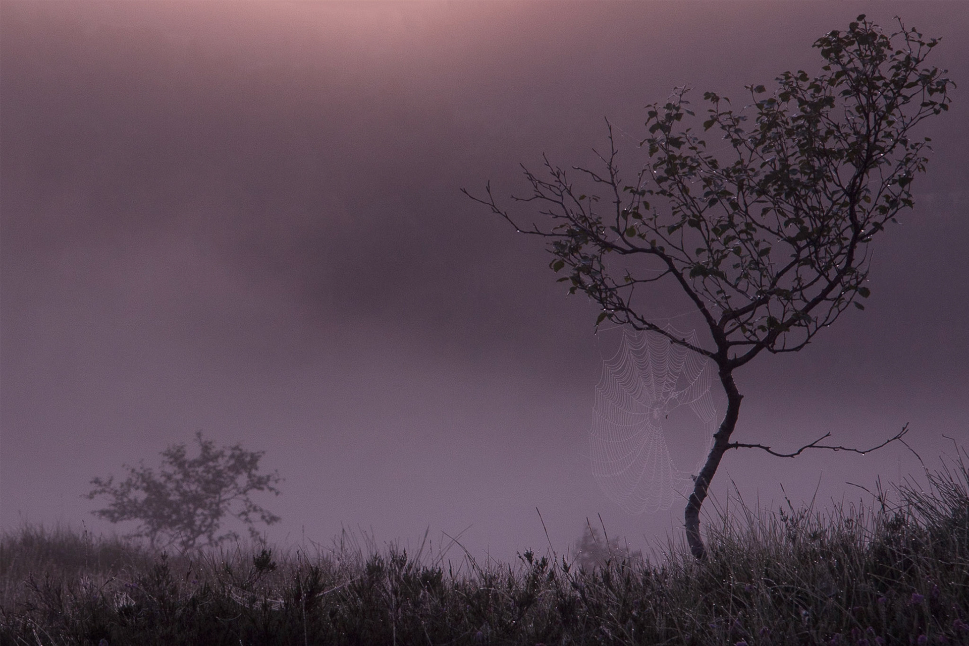 Early morning