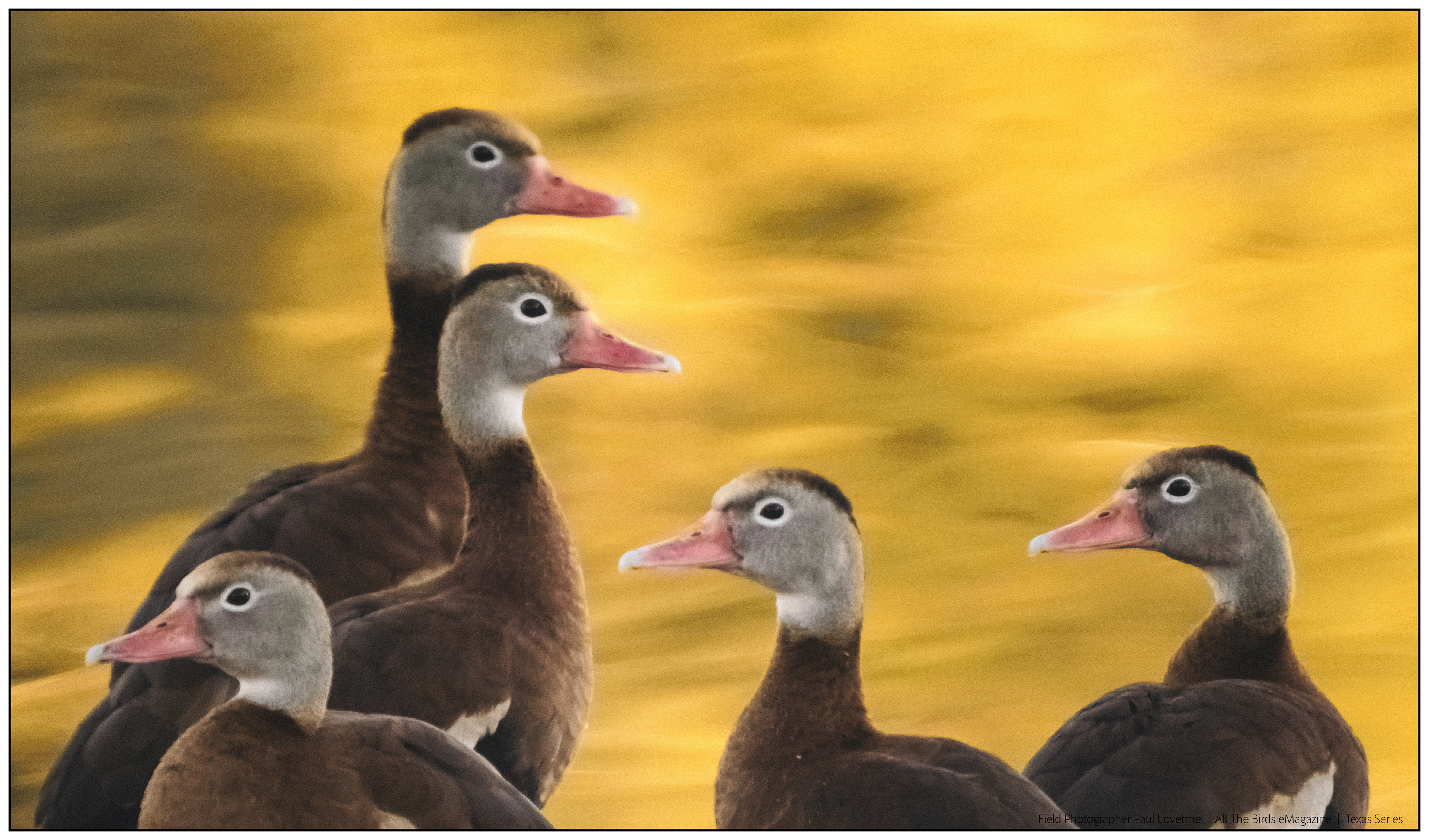 Black-bellied Whistling Ducks