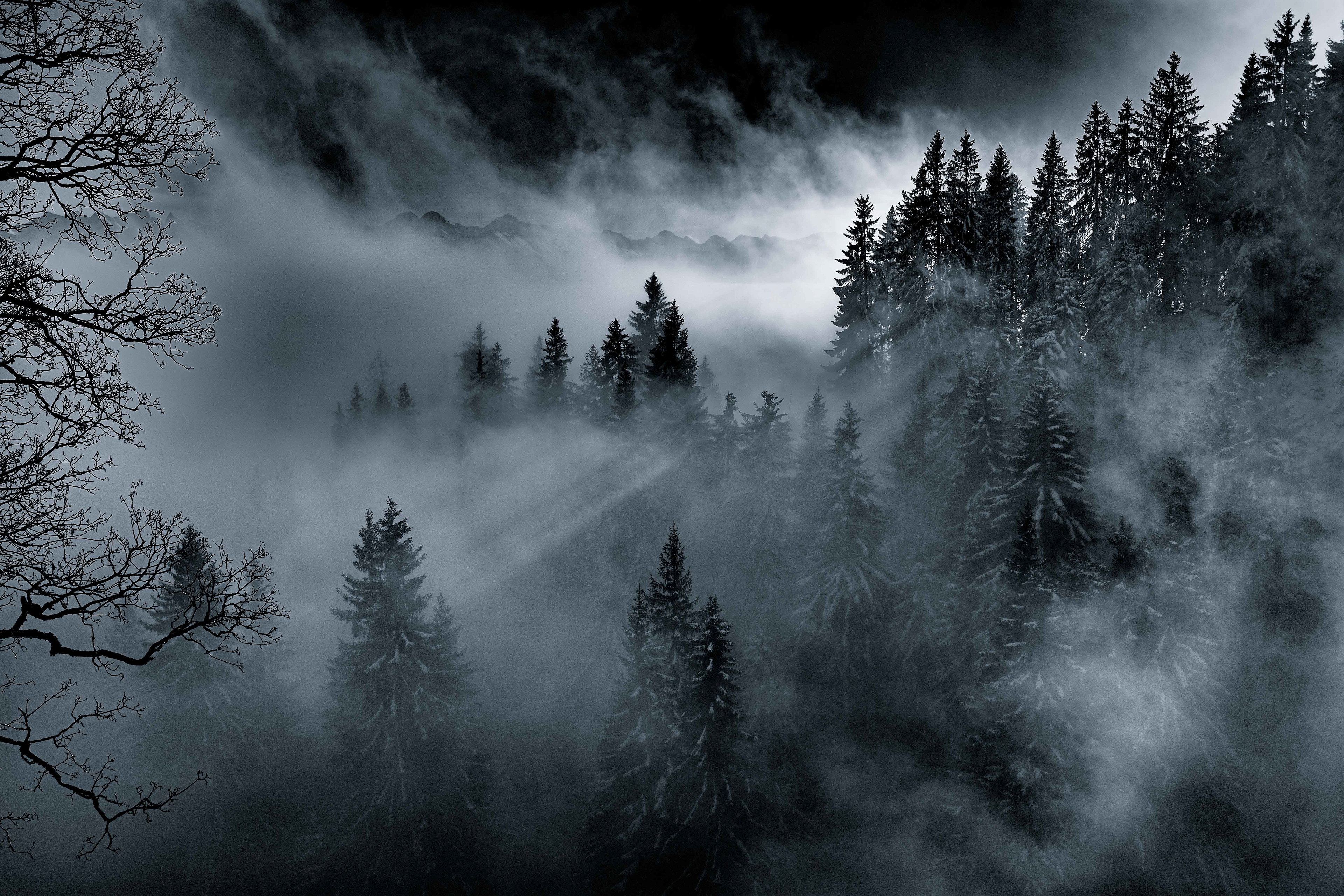 Nebel, Wald, Entlebuch