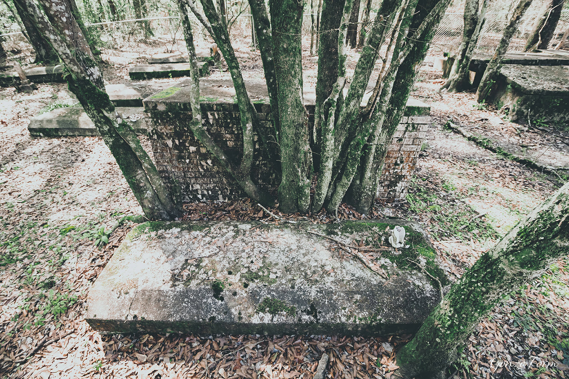 Gonzo Form Morning Star Cemetery