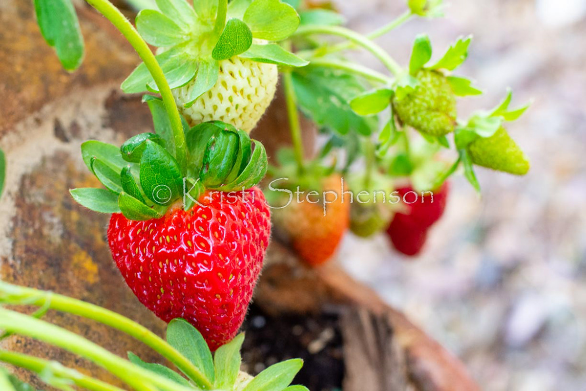 Strawberries 6